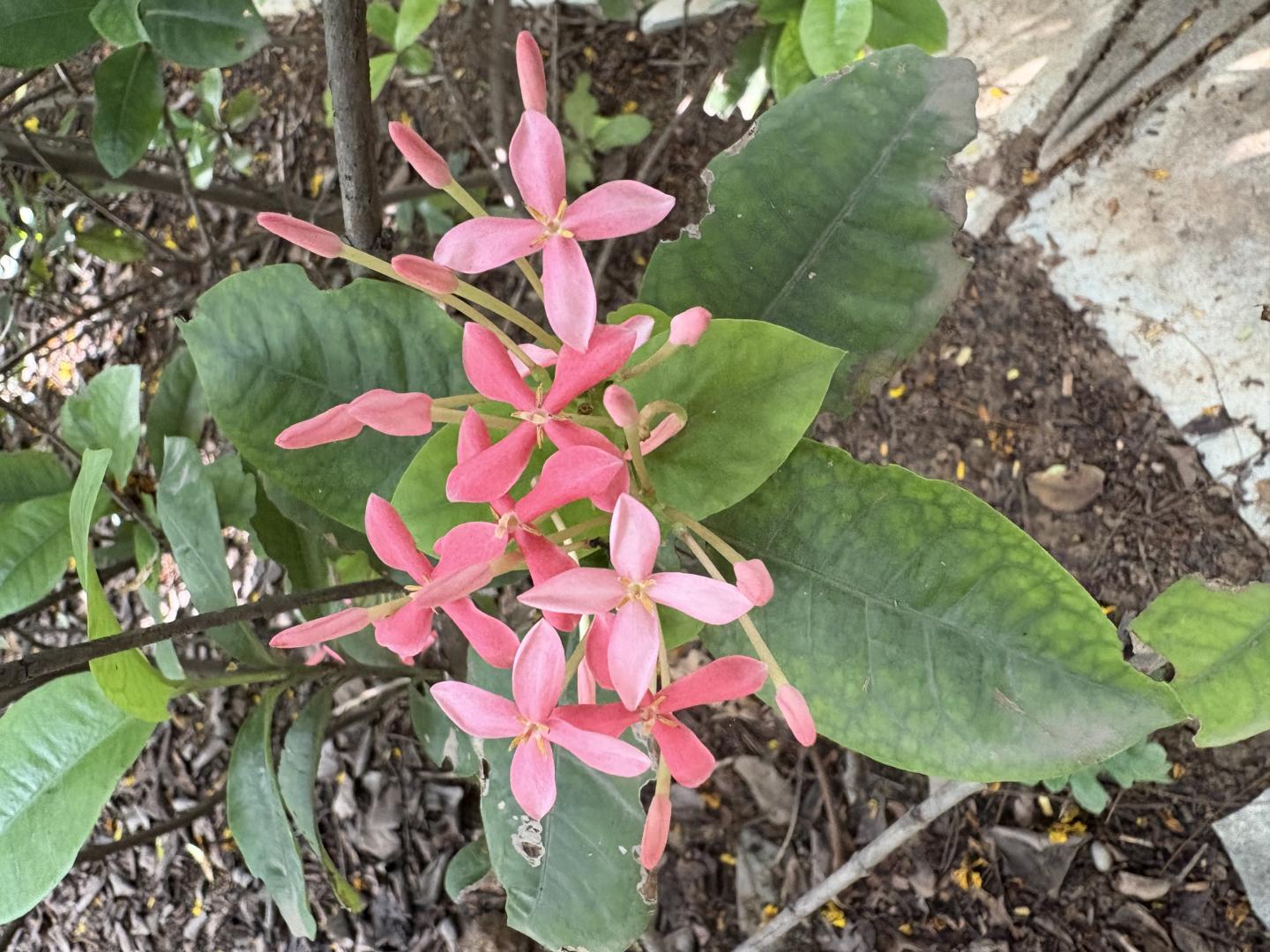 Flowers in Ahmedabad