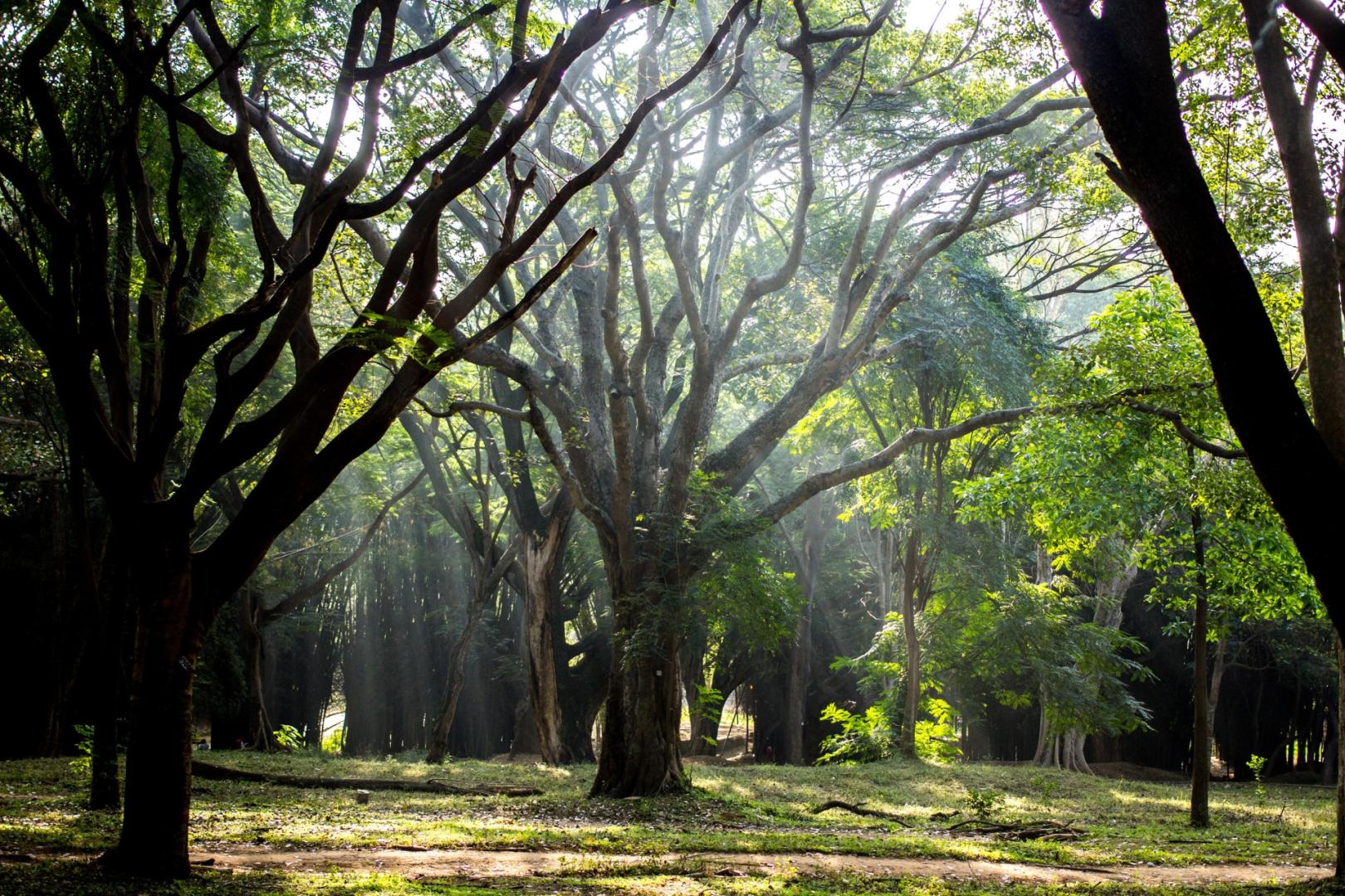 Bengaluru: Where Climate Meets Culture